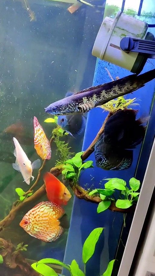 如何判斷藍背龍魚的品相好壞：如何判斷藍背龍魚的品相？