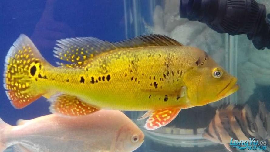 如何判斷藍背龍魚的品相好壞：如何判斷藍背龍魚的品相？