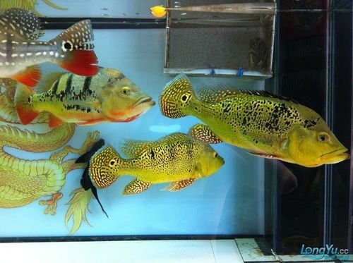 如何判斷藍背龍魚的品相好壞：如何判斷藍背龍魚的品相？