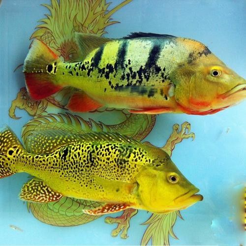 如何判斷藍背龍魚的品相好壞：如何判斷藍背龍魚的品相？