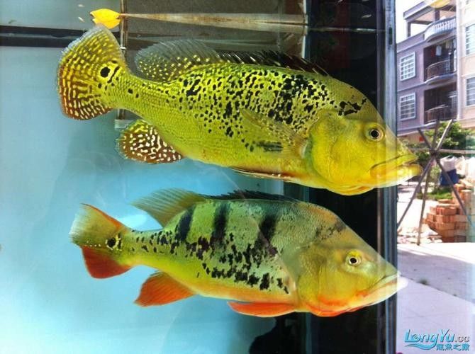 如何判斷藍背龍魚的品相好壞：如何判斷藍背龍魚的品相？