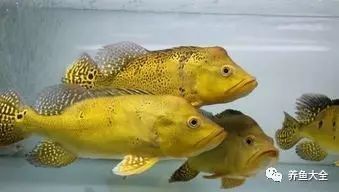 如何判斷藍背龍魚的品相好壞：如何判斷藍背龍魚的品相？