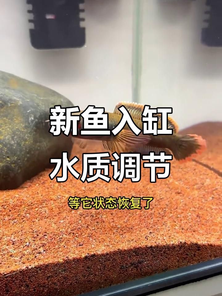 哪些雷龍魚品種比較溫和？