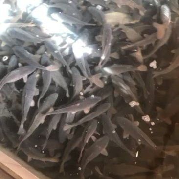 沈陽龍魚價格查詢網站最新