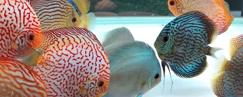 七彩龍魚能養多大的魚魚：七彩龍魚的養殖大小主要取決于其品種以及養殖環境