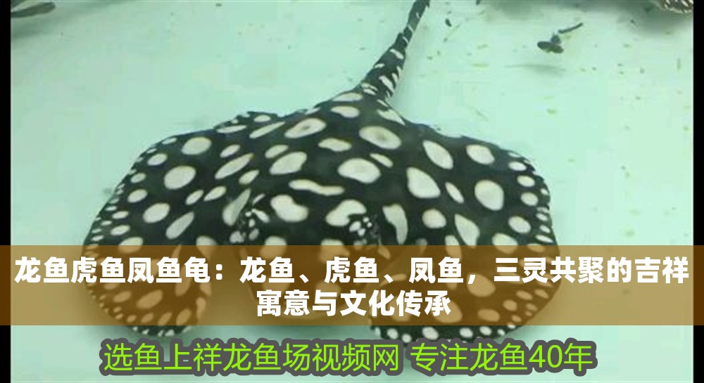 龍魚(yú)虎魚(yú)鳳魚(yú)龜：龍魚(yú)、虎魚(yú)、鳳魚(yú)，三靈共聚的吉祥寓意與文化傳承