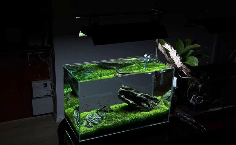 龍魚缸造景圖片大全 生態板