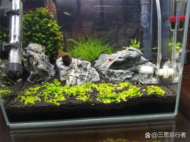 龍魚缸造景圖片大全 生態板