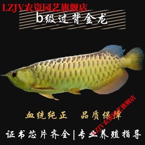 高背金龍魚發(fā)色過程圖片大全
