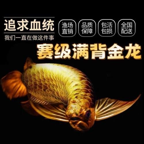 高背金龍魚發(fā)色過程圖片大全