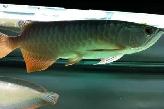 高背金龍魚發(fā)色過程圖片大全