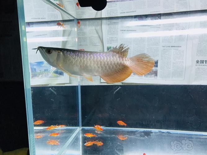 高背金龍魚發(fā)色過程圖片大全