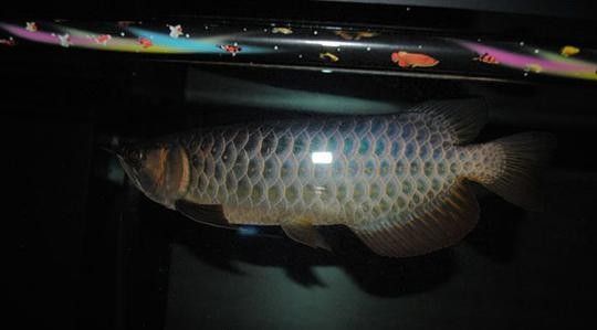 高背金龍魚發(fā)色過程圖片大全