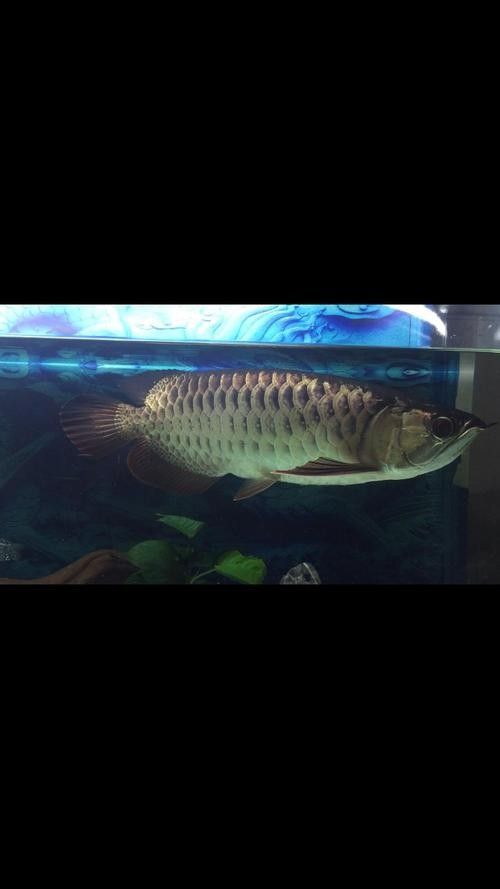 高背金龍魚發(fā)色過程圖片大全