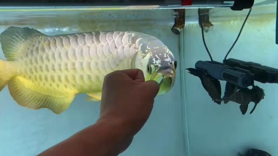 高背金龍魚發(fā)色過程圖片大全