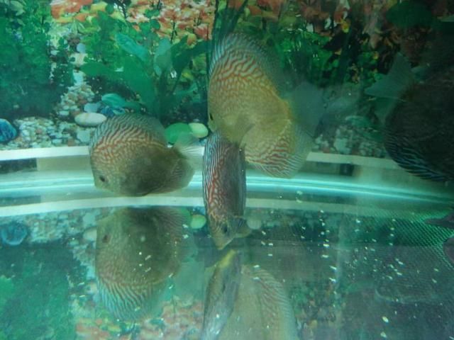 七彩神仙魚能和金龍魚混養嗎：七彩神仙魚和金龍魚在混養方面存在一些要考慮的因素