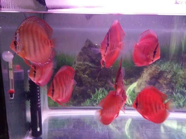 七彩神仙魚能和金龍魚混養嗎：七彩神仙魚和金龍魚在混養方面存在一些要考慮的因素