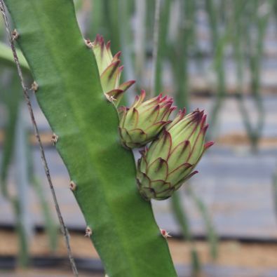 大火龍魚怎么養活：大火龍魚的飼養方法
