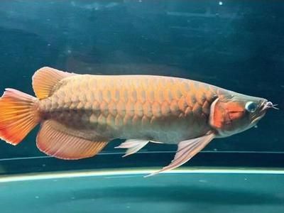 龍魚檔災：龍魚擋災是否能替主人擋災？
