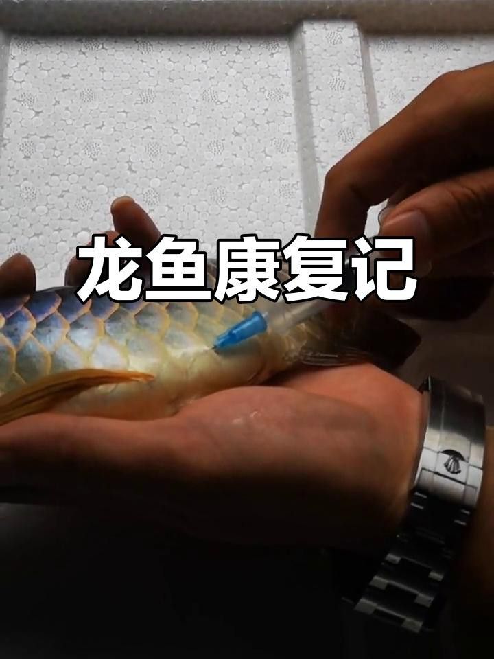 龍魚腹水病如何治療？