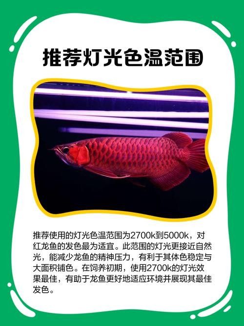 龍魚燈用什么顏色的燈泡好看