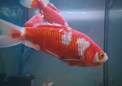 金魚水霉病的治療方法