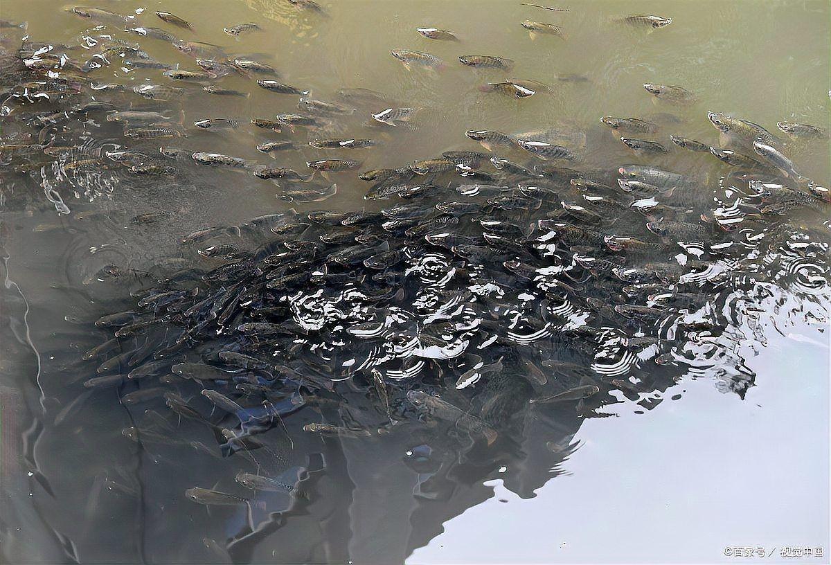 金魚水霉病的治療方法