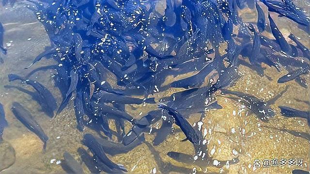 金魚水霉病的治療方法