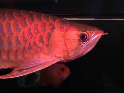 龍魚褪色是怎么造成的？：龍魚褪色可能由以下幾個方面的原因造成：光照不足是導致