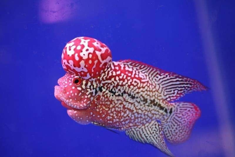雷龍魚和羅漢魚哪個厲害點