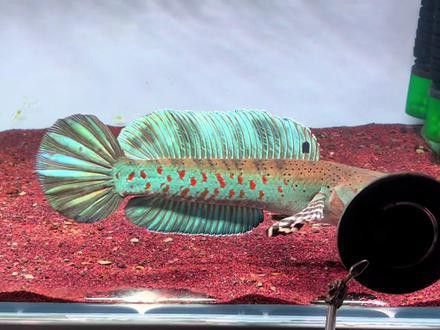 龍魚用什么消炎藥好（龍魚消炎藥的選擇）