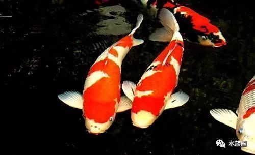 金龍魚(yú)的壽命有幾年?。ń瘕堲~(yú)的壽命一般在10到18年左右，可以活到20年以上）