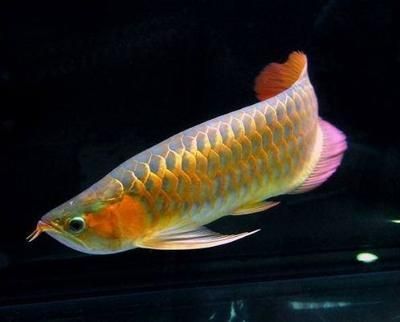 金龍魚撞缸死意味什么：金龍魚撞缸死可能預示著什么？