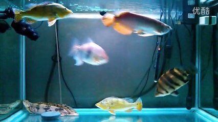 龍魚和錦鯉混養視頻：關于龍魚和錦鯉混養的問題