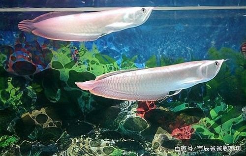 銀龍魚什么溫度