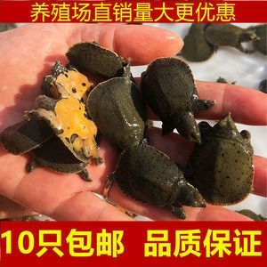 龍魚活體餌料怎么消毒的：龍魚活體餌料怎么消毒
