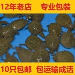 龍魚活體餌料怎么消毒的：龍魚活體餌料怎么消毒