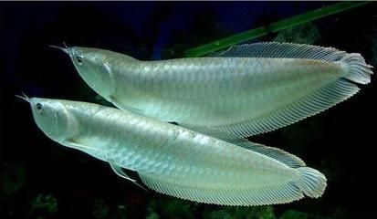 龍魚缸溫度太低導(dǎo)致魚翻肚子了：如何監(jiān)測龍魚缸水溫，龍魚常見疾病及防治