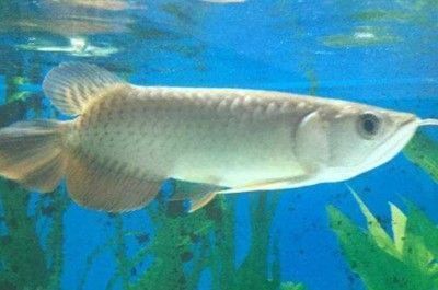 龍魚缸溫度太低導(dǎo)致魚翻肚子了：如何監(jiān)測龍魚缸水溫，龍魚常見疾病及防治