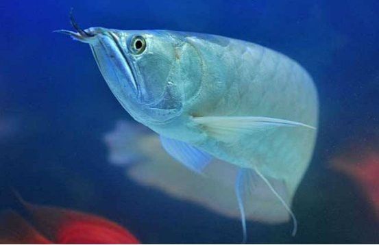養(yǎng)龍魚(yú)和虎魚(yú)要養(yǎng)多少條合適