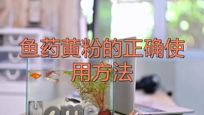 龍魚可以用黃粉嗎怎么喂 龍魚可以用黃粉嗎怎么喂 龍魚百科 第1張