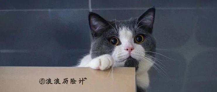 龍魚怎么買保險的呢：支付寶寵物保險購買指南,龍魚保險理賠流程詳解