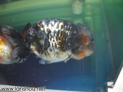 龍魚公的好還是母的好，龍魚公的好還是母的好，取決于個人的需求和喜好