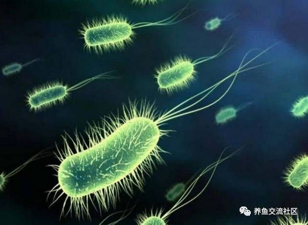 養金龍魚平時放硝化細菌嗎：養金龍魚時需要放硝化細菌嗎