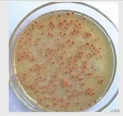 養金龍魚平時放硝化細菌嗎：養金龍魚時需要放硝化細菌嗎