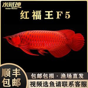 賽級紅龍魚的標準：賽級紅龍魚的養殖方法