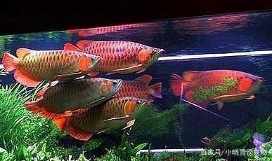 紅龍魚如何飼養好（紅龍魚的飼養方法）