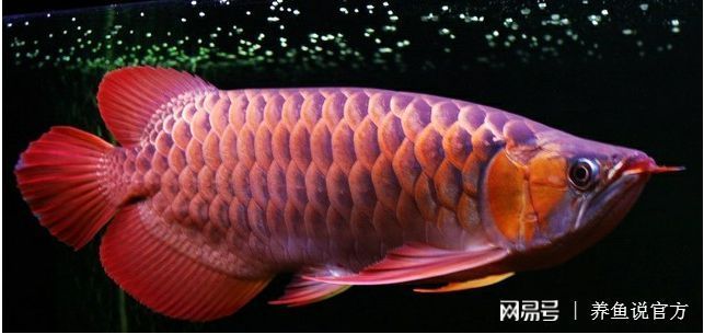 紅龍魚如何飼養好（紅龍魚的飼養方法）