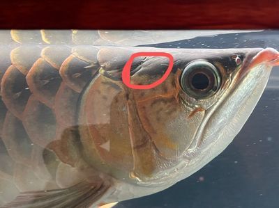 龍魚是否可以只吃飼料不吃蝦的一些討論和建議和建議：龍魚只吃飼料不吃蝦魚可以嗎龍魚可以只吃飼料不吃蝦嗎