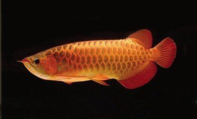 龍魚錯鱗和亂鱗的區別：關于龍魚的鱗片問題的一般解釋